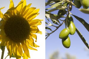 aceite oliva vs aceite vegetal