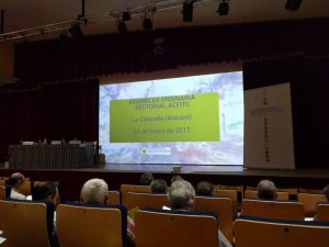 Cooperativas aceite de oliva